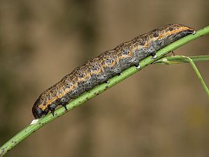 Cucullia umbratica