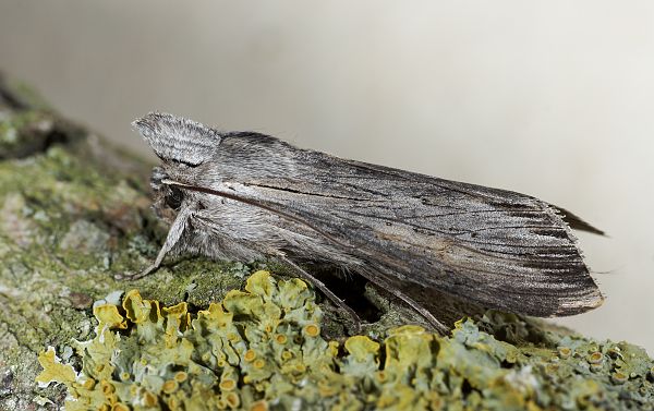 Cucullia umbratica