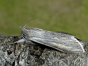 Cucullia umbratica