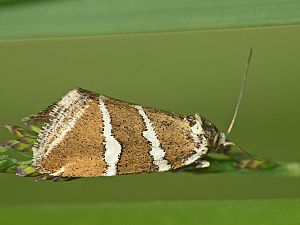 Deltote bankiana