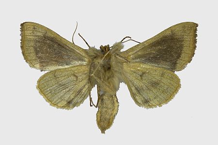 Diachrysia chrysitis