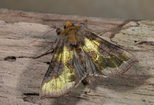 Diachrysia stenochrysis