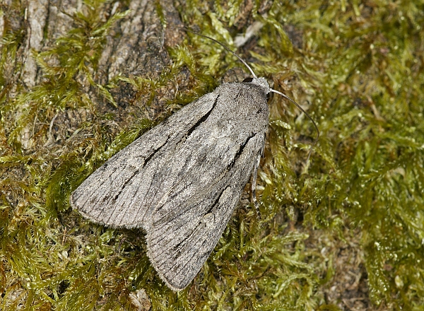 Dichagyris candelisequa