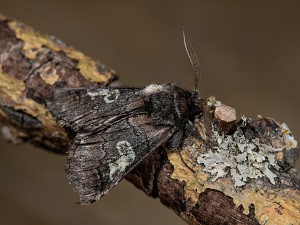 Diloba caeruleocephala