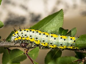 Diloba caeruleocephala