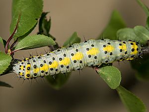 Diloba caeruleocephala