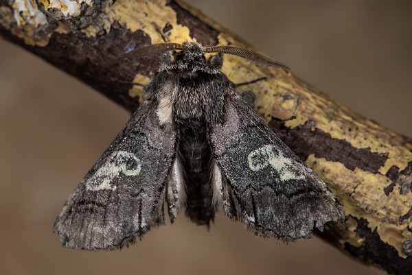 Diloba caeruleocephala