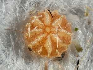 Dryobotodes eremita
