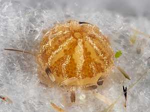Dryobotodes eremita