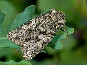 Dryobotodes eremita