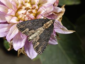 Dypterygia scabriuscula