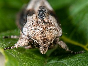 Egira conspicillaris