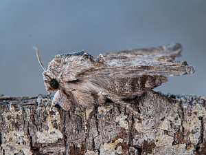 Egira conspicillaris