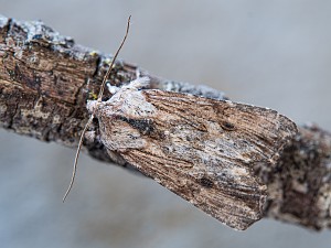 Egira conspicillaris