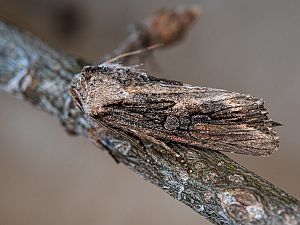 Egira conspicillaris