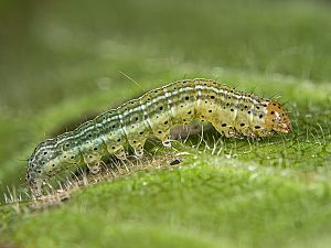 Egira conspicillaris