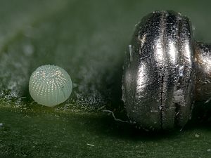 Grenvergleich