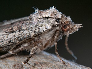 Epilecta linogrisea