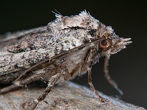 Epilecta linogrisea