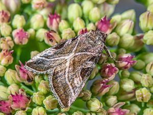 Eucarta virgo