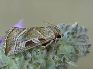 Eucarta virgo