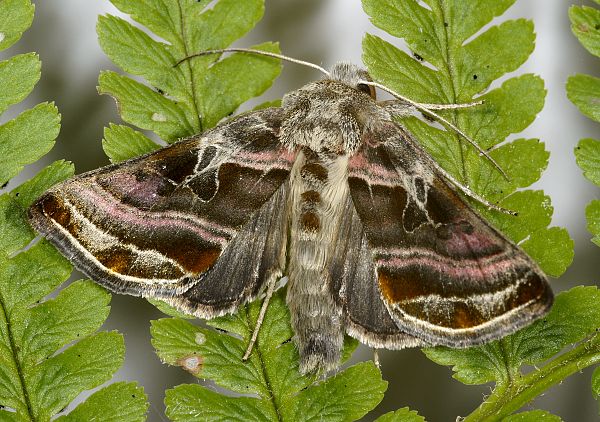 Euchalcia variabilis