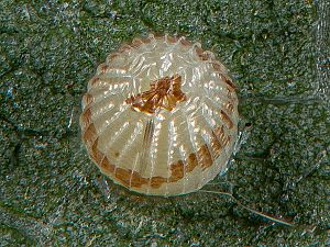 Eugnorisma glareosa