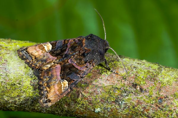 Euplexia lucipara