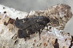 Euxoa nigricans