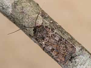 Euxoa nigrofusca