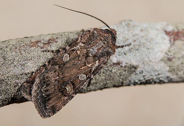 Euxoa nigrofusca