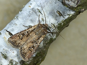 Euxoa obelisca