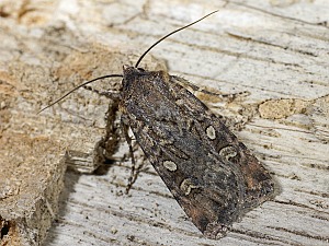 Euxoa tritici