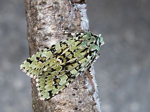 Griposia aprilina