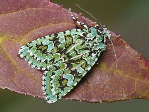 Griposia aprilina
