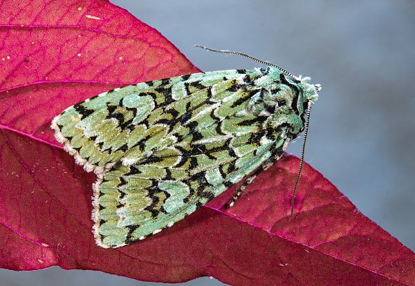 Griposia aprilina