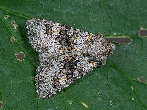 Hecatera dysodea