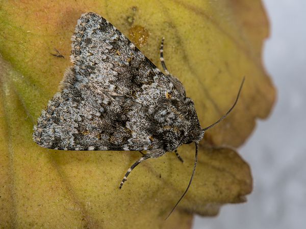 Hecatera dysodea