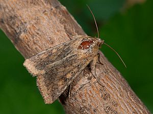 Helicoverpa armigera