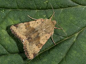 Heliothis adaucta