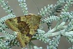 Heliothis adaucta