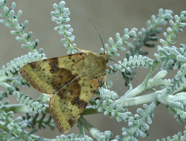 Heliothis adaucta