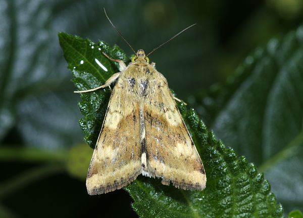 Heliothis maritima