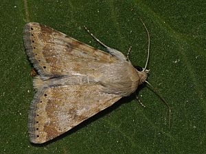 Heliothis nubigera