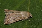 Heliothis nubigera