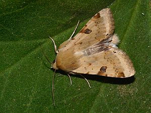 Heliothis peltigera