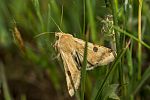 Heliothis peltigera