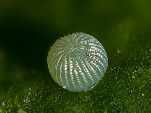 Heliothis viriplaca Ei