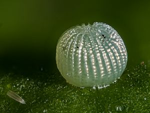 Heliothis viriplaca