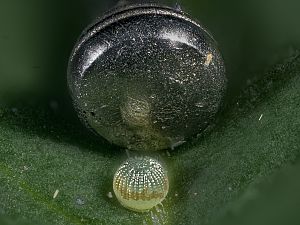 Heliothis viriplaca Ei